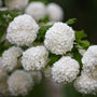 snowball viburnum shrub in full bloom