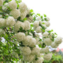 Vibrant flourishing Snowball Viburnum in Bloom hydrangea like blooms
