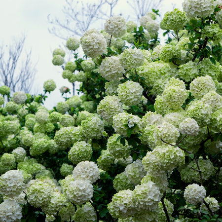 snowball air plant Snowball Viburnum for Sale