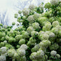 Mature Snowball Viburnum flourishing with spherical white blooms