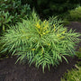 bright green foliage and yellow flowers on the ostrich fern