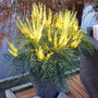 Soft Caress Mahonia Shrub white bright yellow flowers