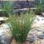 Soft Rush Juncus effusus with upright green stems growing in a wet rain garden planting