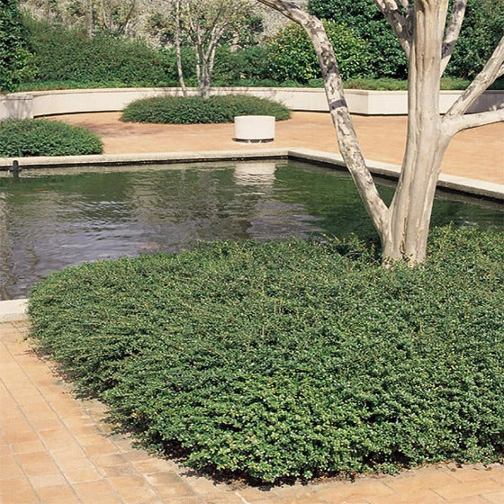 Soft touch holly used as an evergreen ground cover