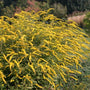 solidago rugosa can grow up to 4 feet tall and wide in any condition
