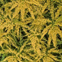 solidago rugosa goldenrod has dark green rough foliage