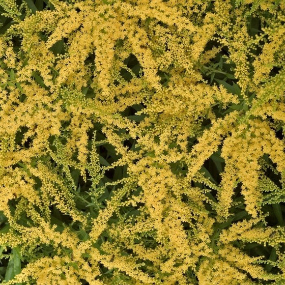 solidago rugosa goldenrod has dark green rough foliage