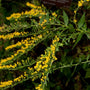 solidago rugosa has long flowers spikes of bright yellow blooms