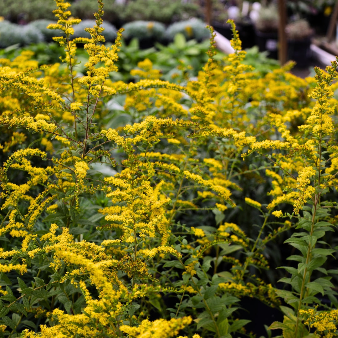 Solid Go Rugosa Solidago Rugosa