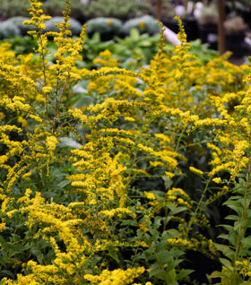 Solidago Fireworks