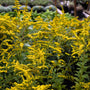 close up of solidago fireworks blooms