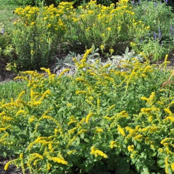 Golden Fleece Goldenrod with compact yellow fall flowers and low green foliage in a sunny pollinator garden
