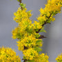 Golden Fleece Goldenrod planted with asters and sedums for late-season color