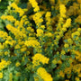 Close-up of Golden Fleece Goldenrod yellow flowers attracting native pollinators