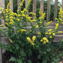 Compact native Golden Fleece Goldenrod growing along a sunny garden edge
