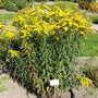 solidago solar cascade is also known as shortys goldenrod and has green foliage
