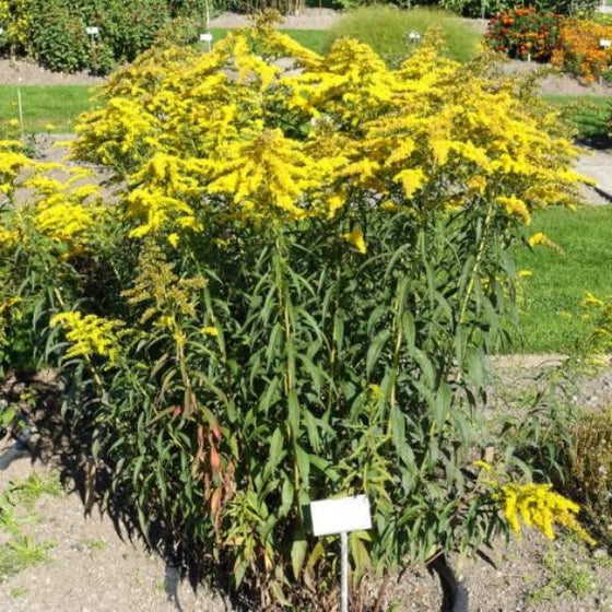 solidago solar cascade is also known as shortys goldenrod and has green foliage