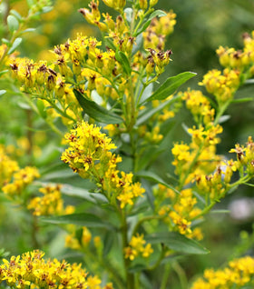 Solar Cascade Goldenrod