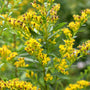 solidago solar cascade has clumping yellow flower clusters that emerge in the fall