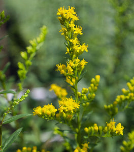 Solidago Solar Cascade