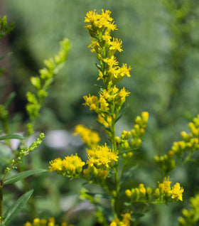 Solidago Solar Cascade