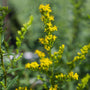 yellow summer blooming perennial