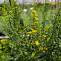 solidago solar cascade grows in gravely soil reaching 2 feet tall and wide