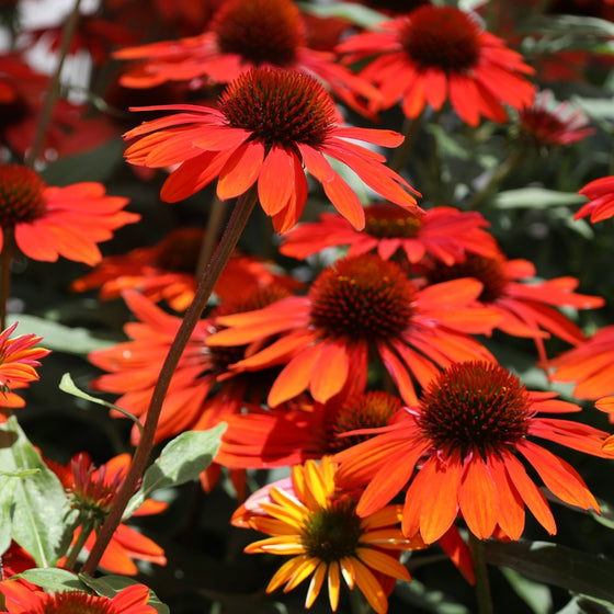 mass of vivid orange to red blooms on sombrero sangrita coneflower