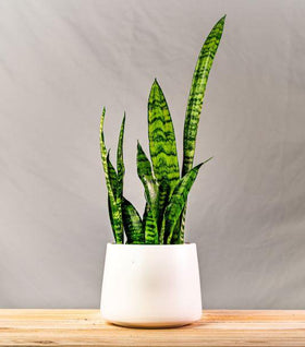 Sophie' Tapered Ceramic Pot