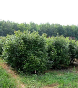 Southern Gentleman Winterberry Holly