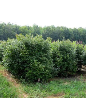 Southern Gentleman Winterberry Holly