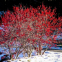 Sparkleberry winterberry in winter with bright red berries in snow
