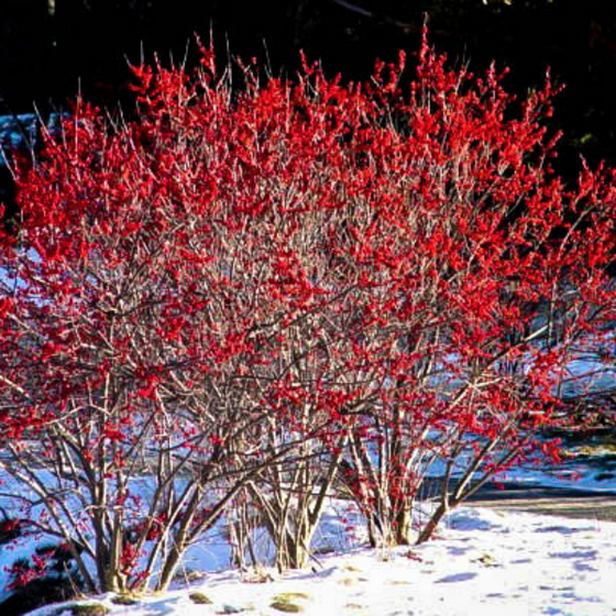 Sparkleberry winterberry in winter with bright red berries in snow