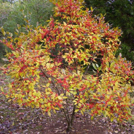 Sparkleberry holly in the fall with yellow foliage