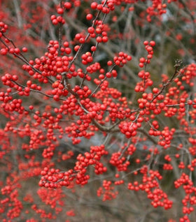 Sparkleberry Winterberry Holly