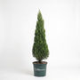 Spartan Juniper growing as a tall narrow evergreen screen with dense dark green foliage in a pot.
