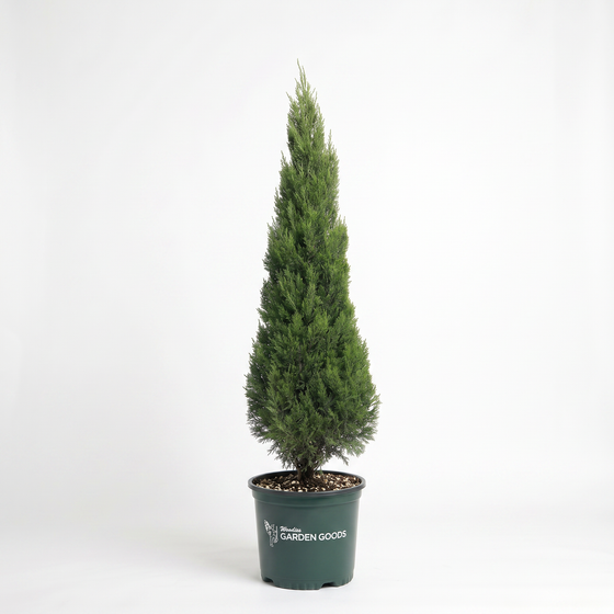 Spartan Juniper growing as a tall narrow evergreen screen with dense dark green foliage in a pot.