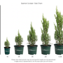 Spartan Juniper Size chart
