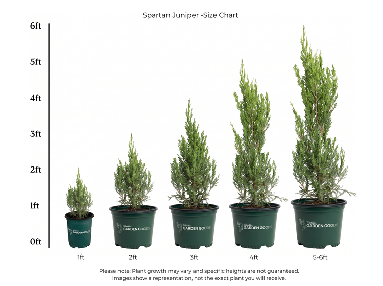 Spartan Juniper Size chart