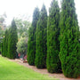 Spartan Juniper growing as a tall narrow evergreen screen with dense dark green foliage in a sunny landscape border.