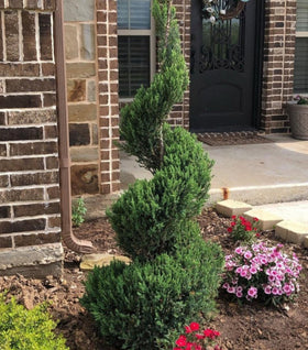 Buy Topiary Trees Online | Garden Goods Direct