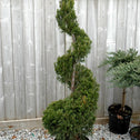 spartan juniper evergreen topiary tree