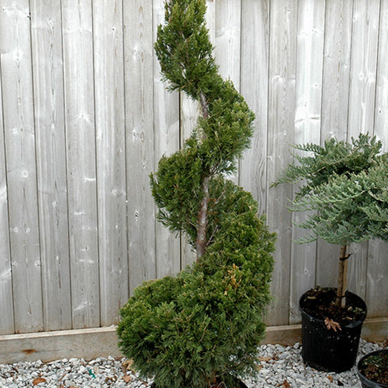 spartan juniper evergreen topiary tree