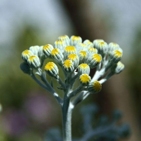 Close up of Spear Head Plants