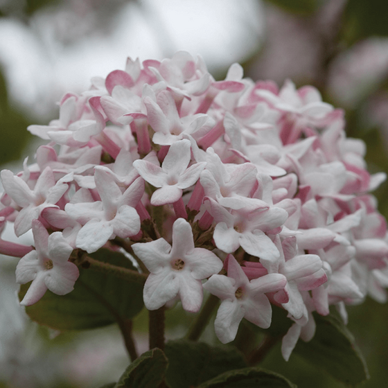 Buy Spice Baby Dwarf Viburnum Online | Garden Goods Direct