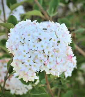 Spice Baby Dwarf Viburnum