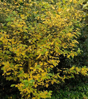 Spicebush