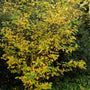 full view of Lindera Benzoin with yellow leaves and green accents blended in