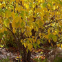 Northern Spice Bush with green leaves and yellow accents of leaves