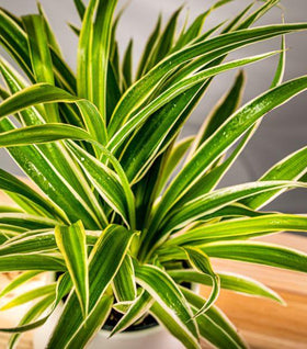 Spider Plant